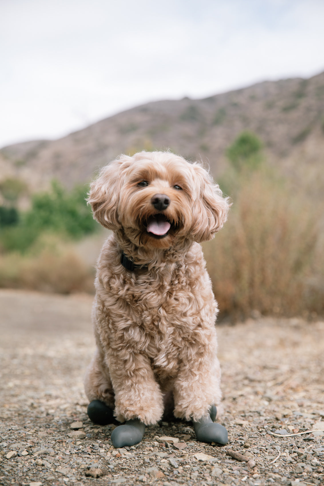 Pawskinz Starter Kit- Small