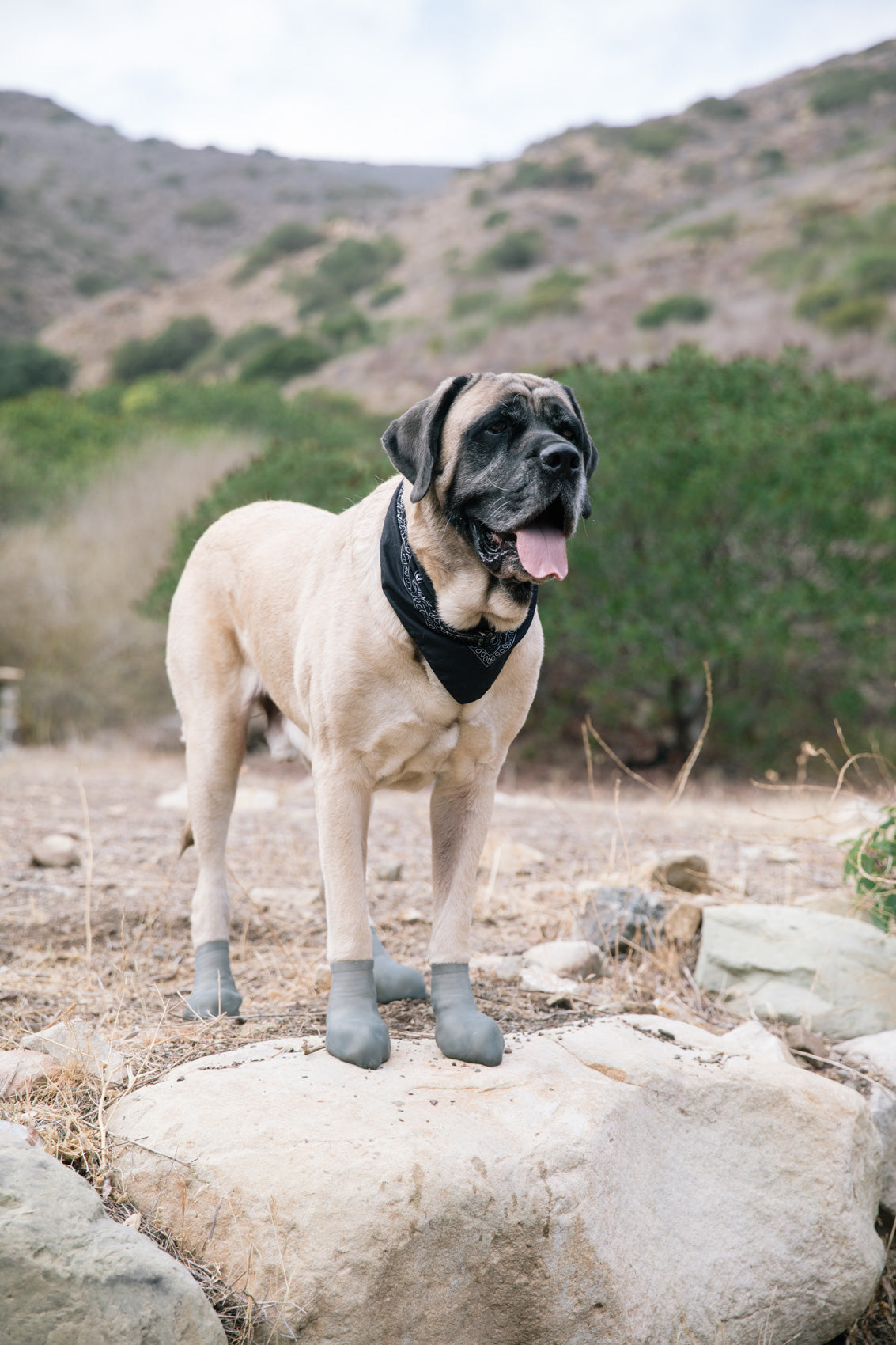 Pawskinz Starter Kit-XL